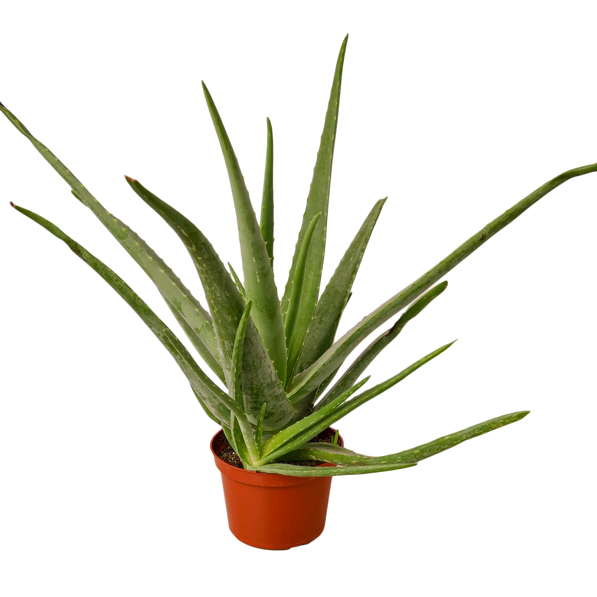 Large aloe vera plant in nursery planter