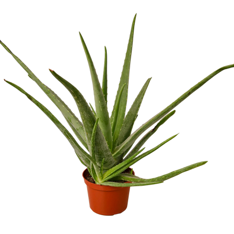 Large aloe vera plant in nursery planter