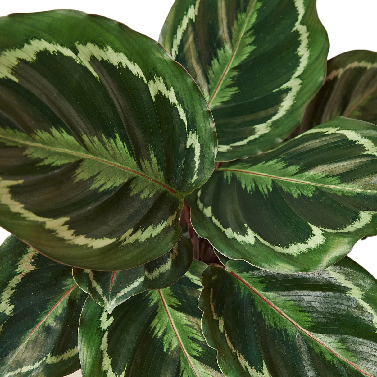 Detailed view of Calathea 'Medallion' leaves with green, cream, and purple patterns.