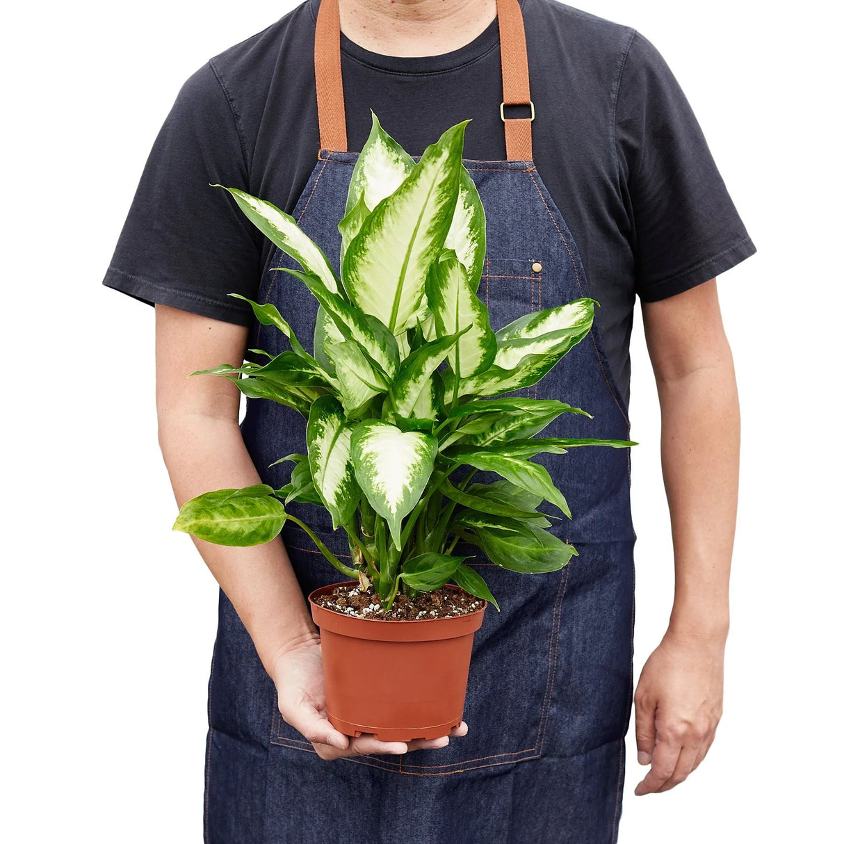 Dieffenbachia Carmille houseplant in 6 inch nursery planter being held by a person in a blue denim apron