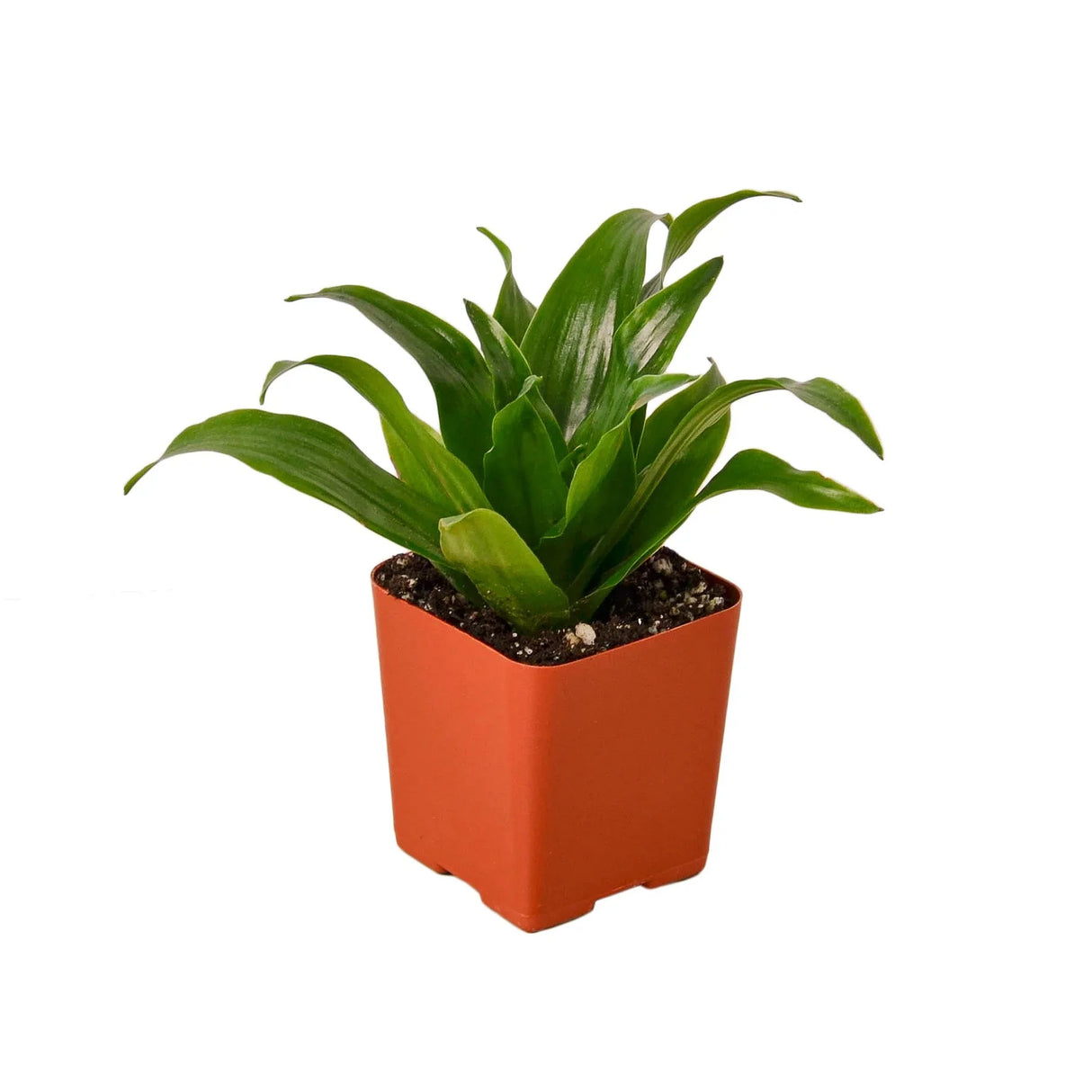 Dracaena Janet Craig houseplant small plant in basic 2 inch nursery planter on a white background