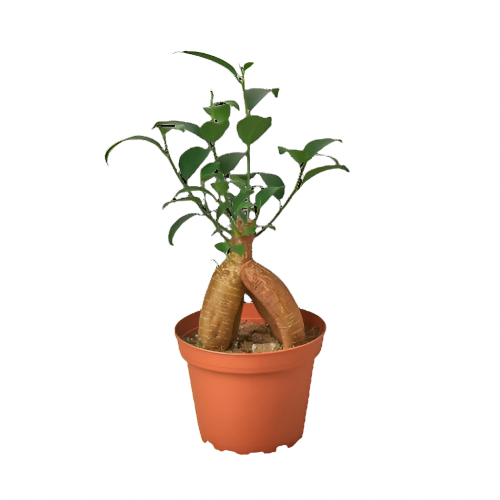 ficus ginseng houseplant in 4 inch planter, isolated