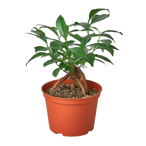 ficus ginseng houseplant in 6 inch planter, isolated