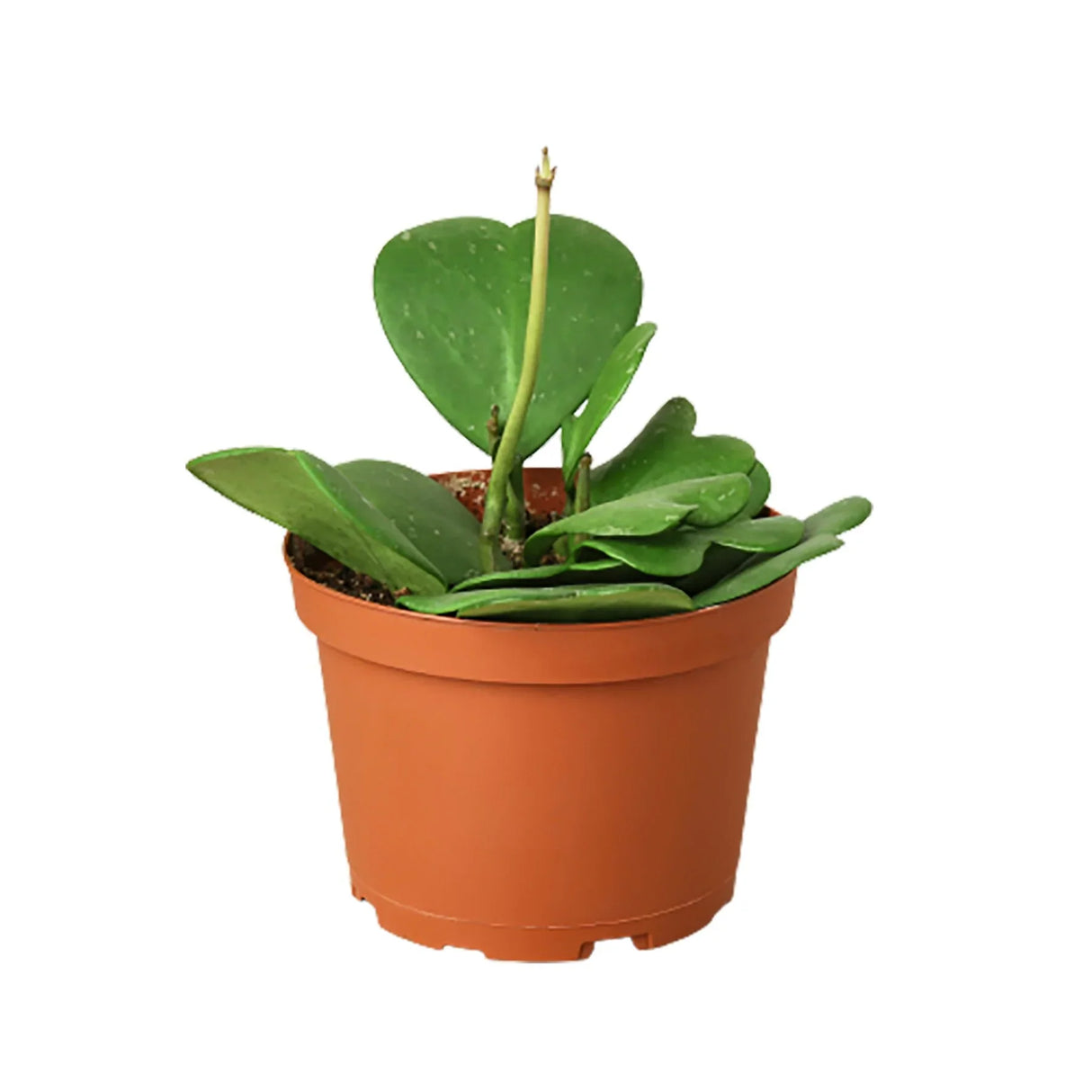 hoya heart plant in 6 inch planter on white background