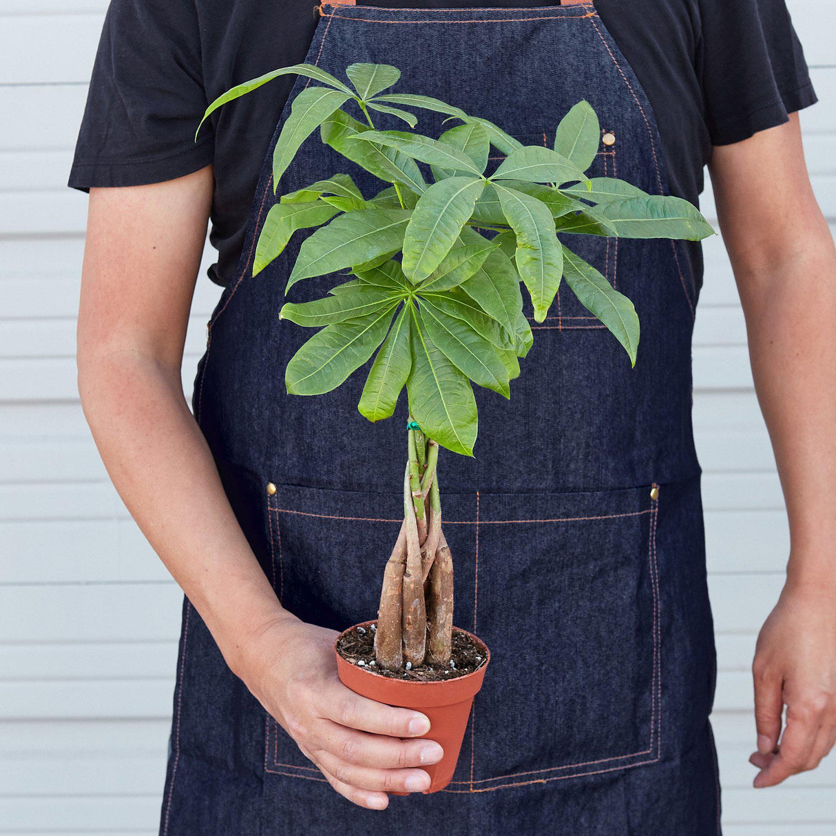 Person with apron holding a guiana chestnut pachira money tree in a small nursery planter.