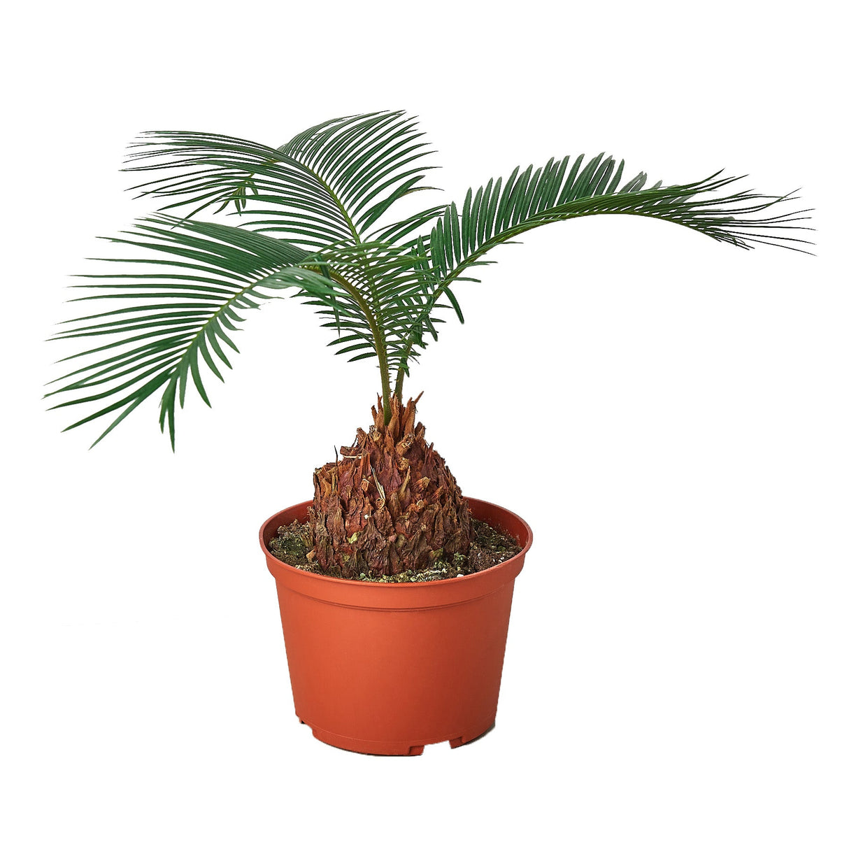 Small sago palm in a nursery pot, isolated on a white background.