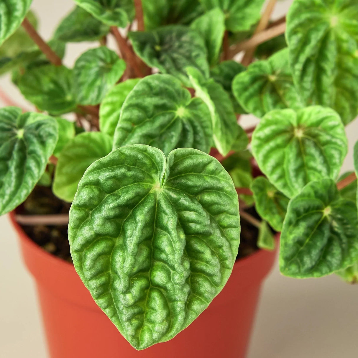 foliage of the ripple peperomia houseplant