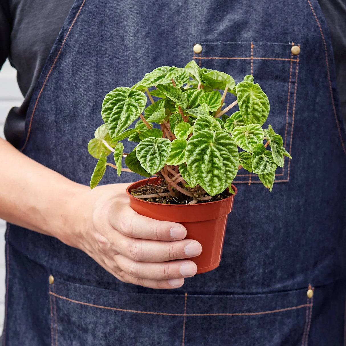 peperomia caper ripple houseplant in 4 inch planter being held by a person in a blue denim apron