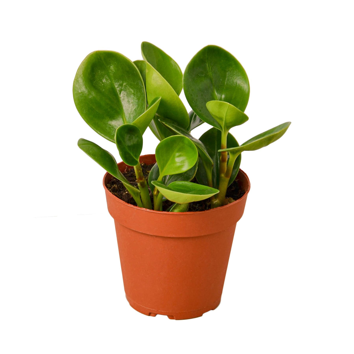 Peperomia Thailand (Baby Rubber Plant) in 4 inch nursery planter on a white background.