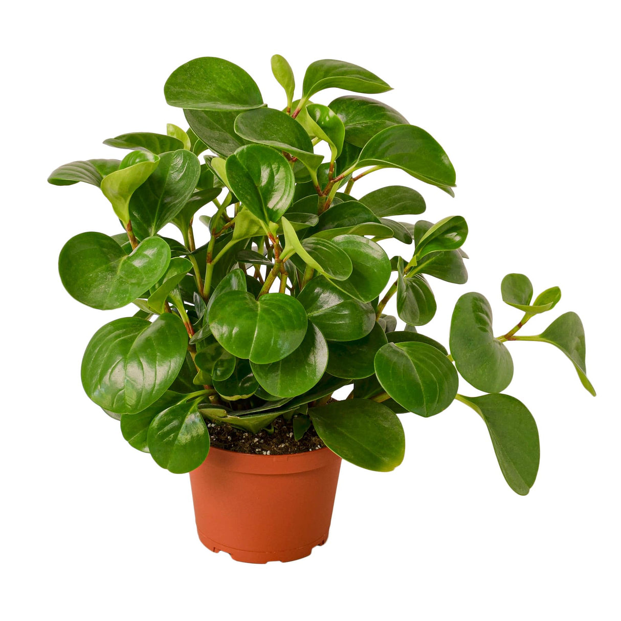 Peperomia Thailand, botanical name Peperomia obtusifolia, in a 6 inch nursery planter on white background.