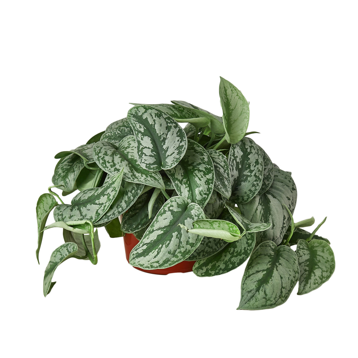 Silver Splash Pothos Exotica houseplant in 6 inch nursery planter on white background