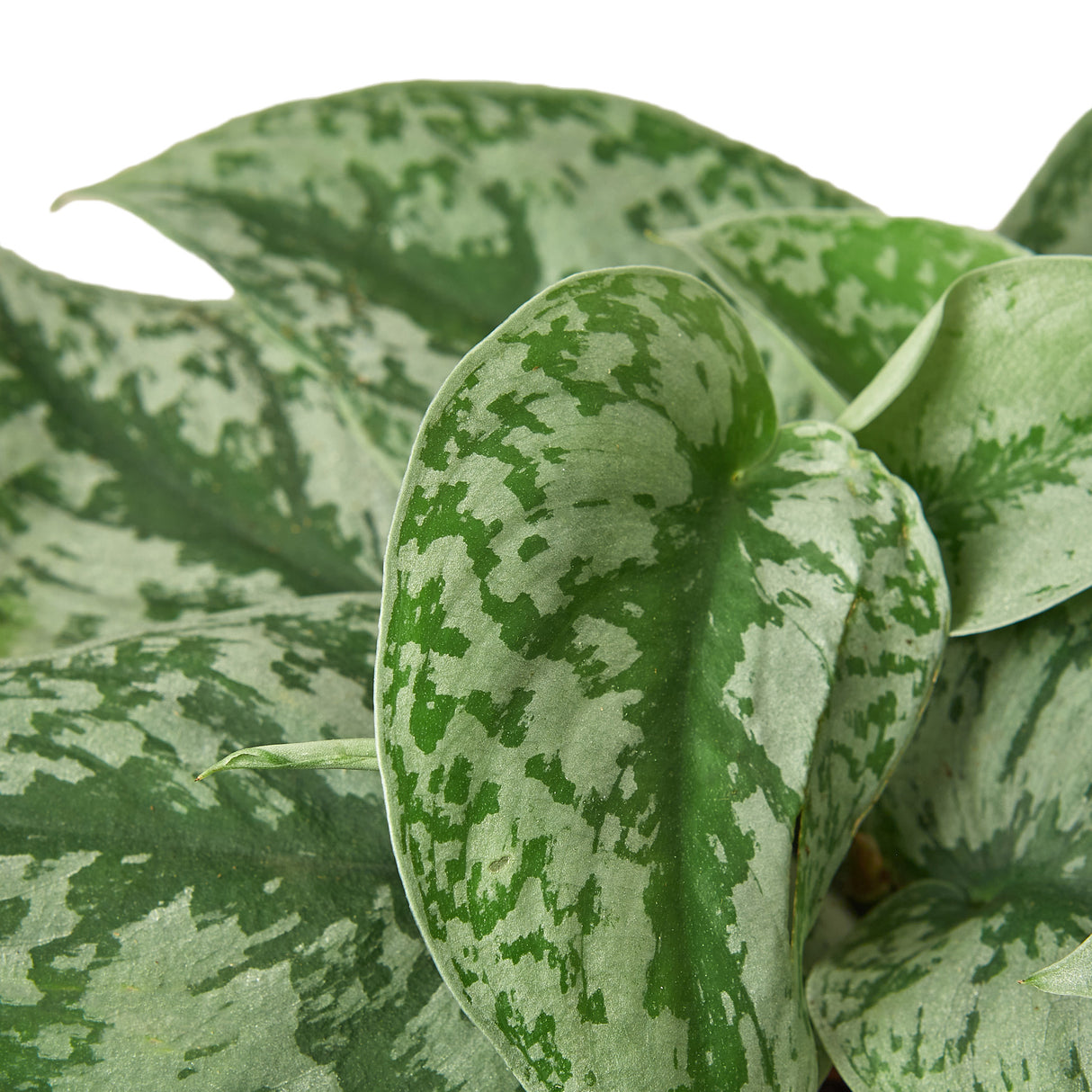 Silver Splash Pothos houseplant foliage on white background