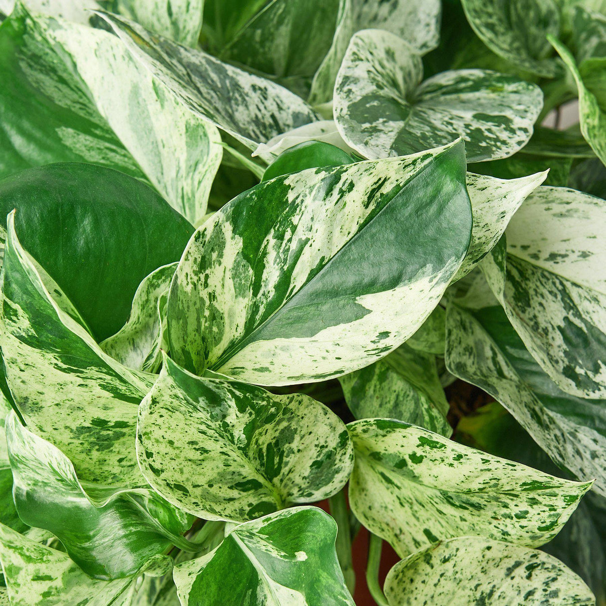Close-up of Pothos 'Marble Queen' leaves, showing green and white marbled variegation.