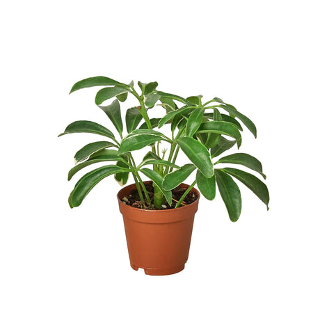 Schefflera Arboricola, dwarf umbrella tree in a small nursery planter on white background