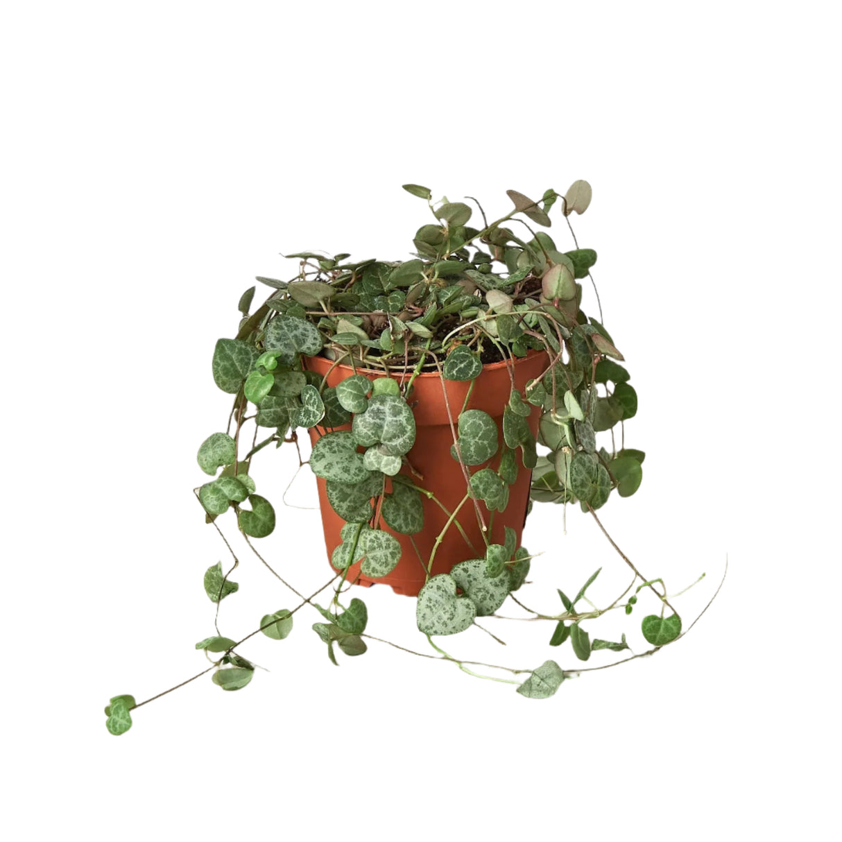 String of Hearts in a 4 inch nursery planter, trailing stems isolated on white.