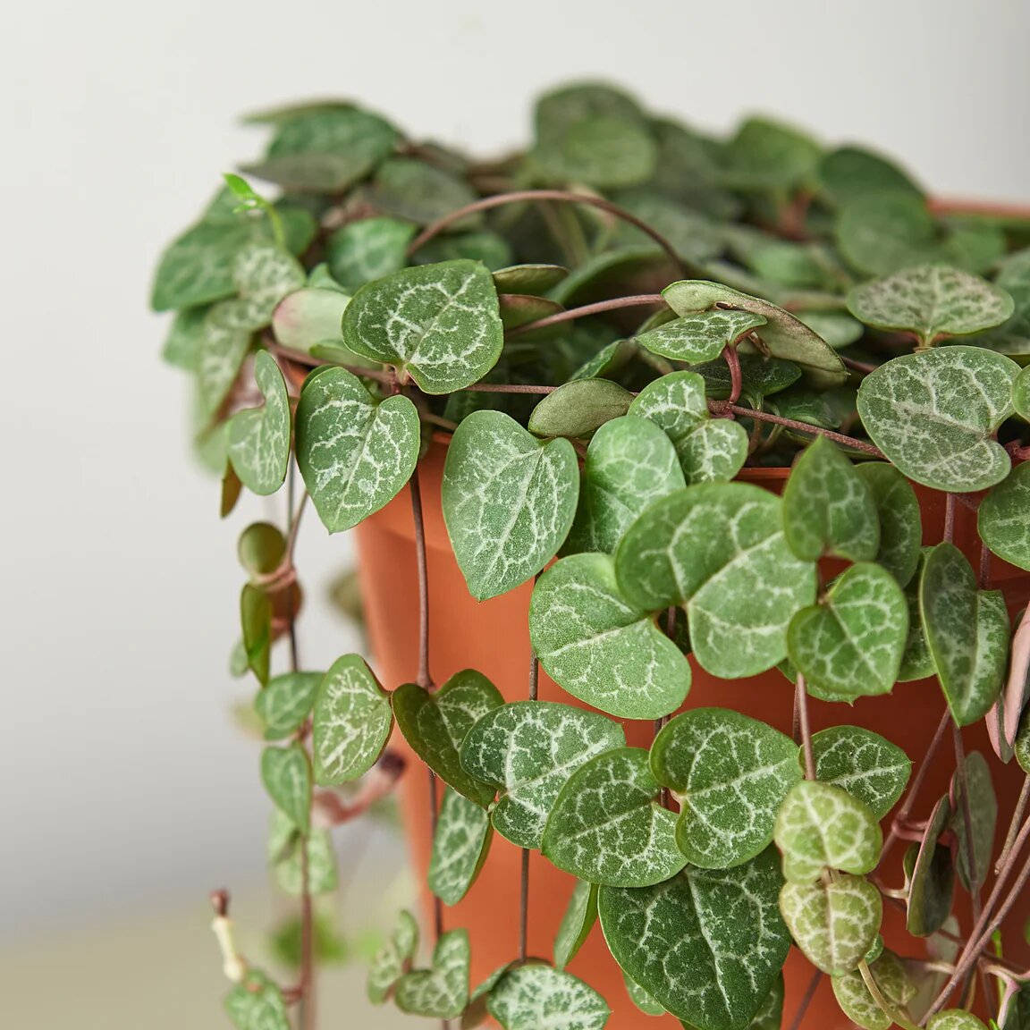 String of Hearts in a terracotta pot with thick, trailing vines on a light background.