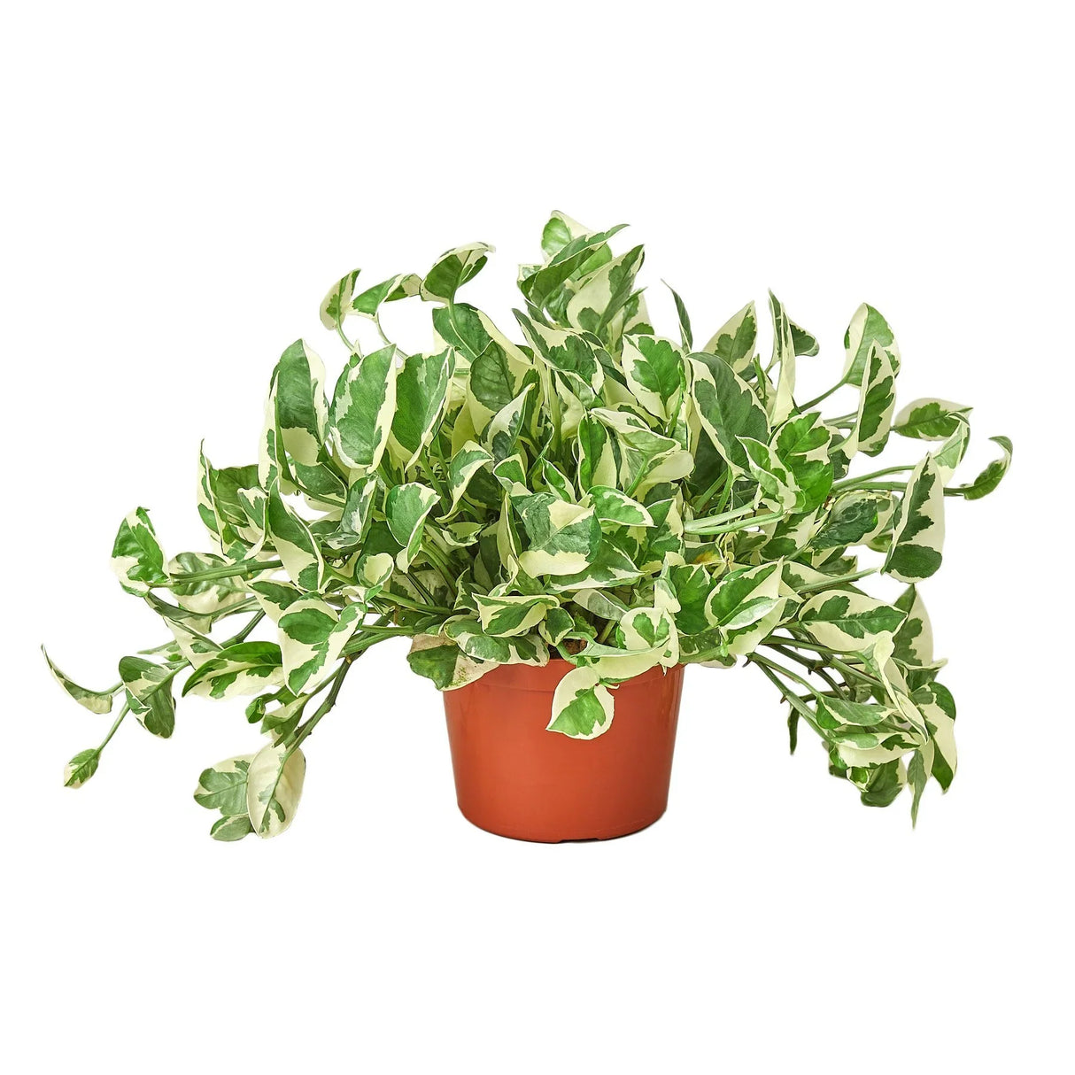 Pothos N'Joy Houseplant