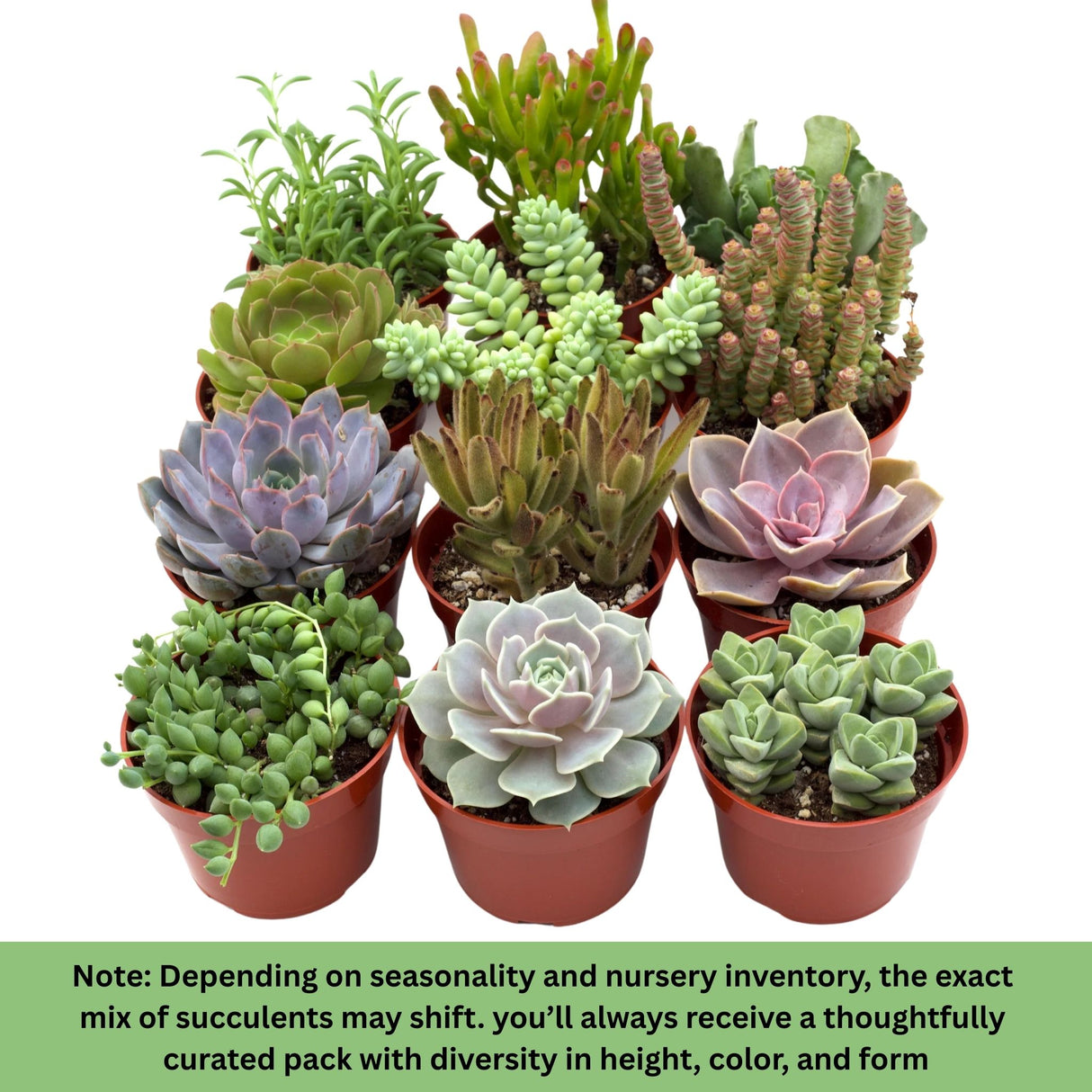 12-pack cactus and succulent blend with diversity in size shape and color ready to create an incredible display note about the exact varieties shifting based on seasonality and nursery inventory..