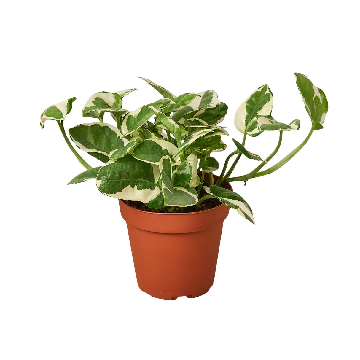 Pothos N'Joy Houseplant
