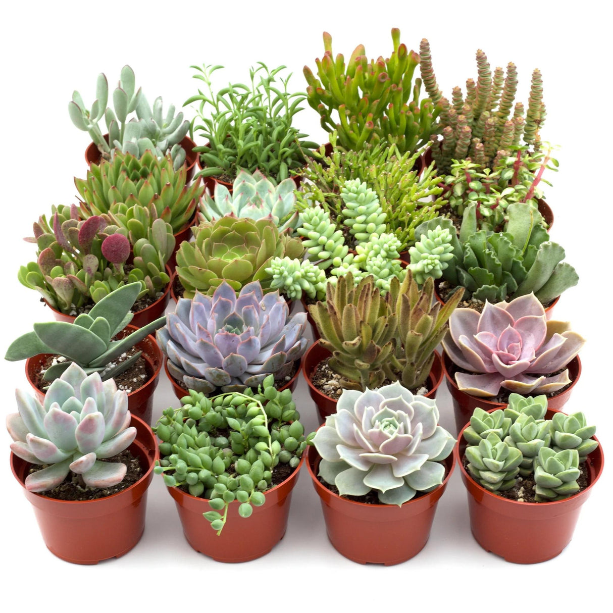 20-pack cactus and succulent blend with diversity in size shape and color ready to create an incredible display.