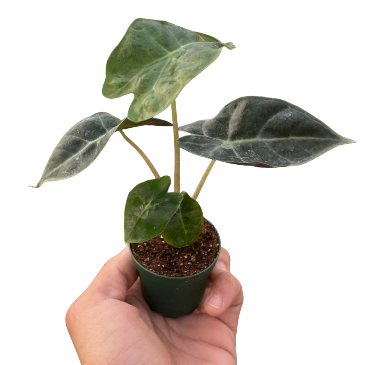 Alocasia Polly 'African Mask'