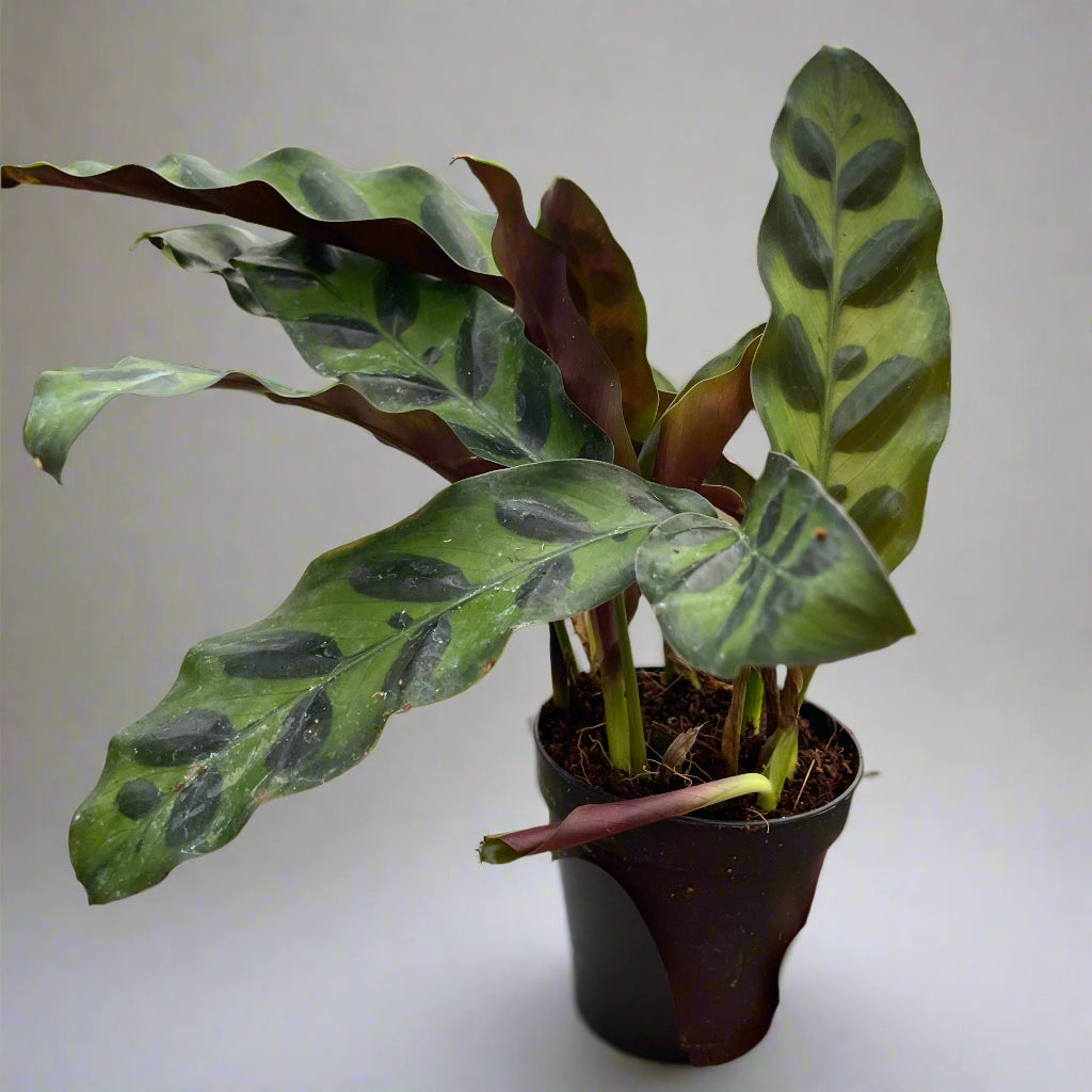 Small Rattlesnake variety of the calathea plant in a 2 inch planter on neutral background