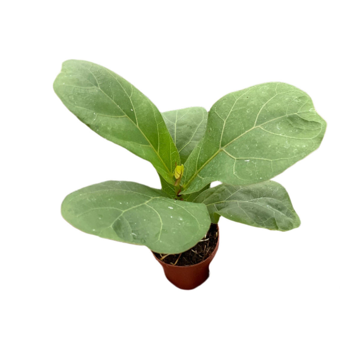 Mini Fiddle Leaf Fig Houseplant in 2 inch planter - very small plant on white background