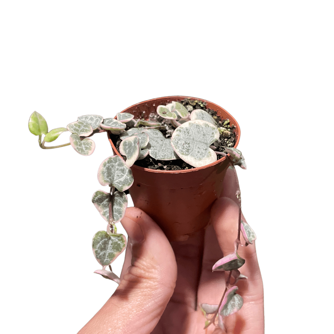 String of hearts semi-succulent in a 2 inch nursery planter being held up with the tips of a person's fingers for scale.