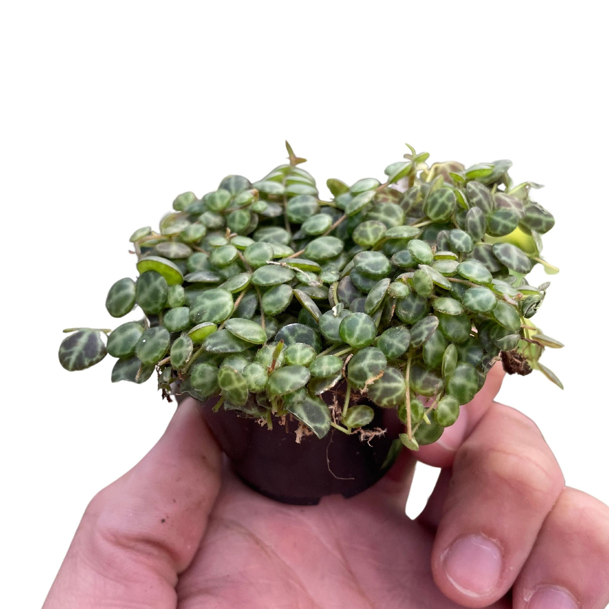 String of Turtle Houseplant in 2 inch nursery planter being held by a person for scale on a white background.