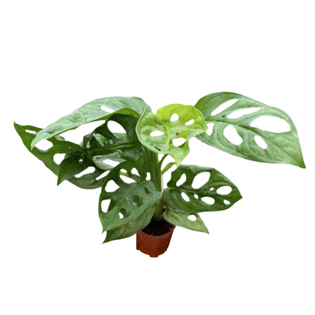 Monstera Adansonii Swiss cheese houseplant in 2 inch nursery planter on white background