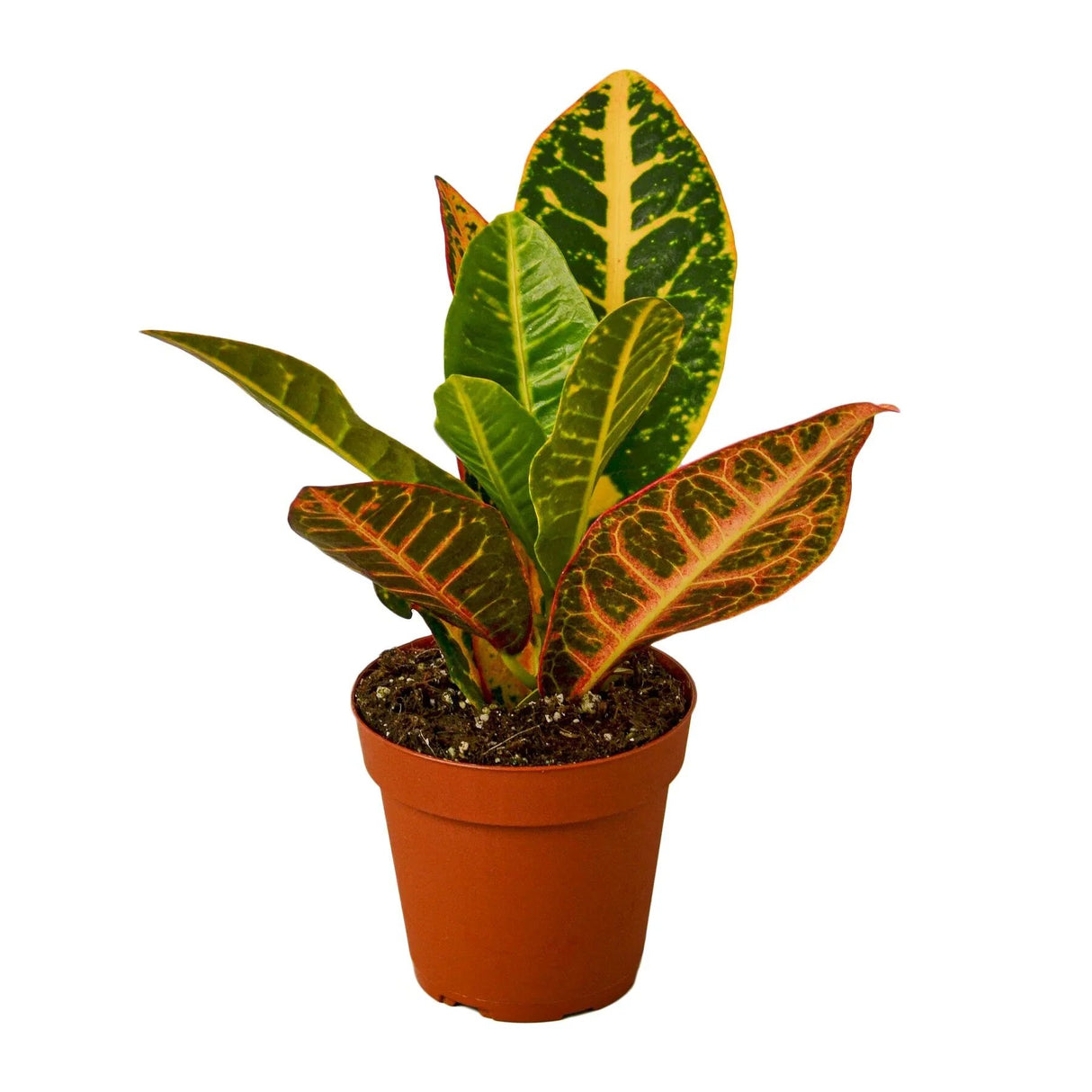 Codiadeum variegatum croton petra houseplant in 3 inch planter on white background