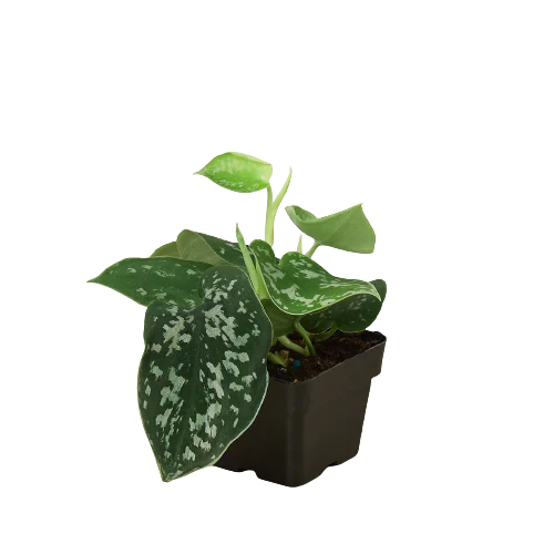 Satin Pothos houseplant in 3 inch nursery planter