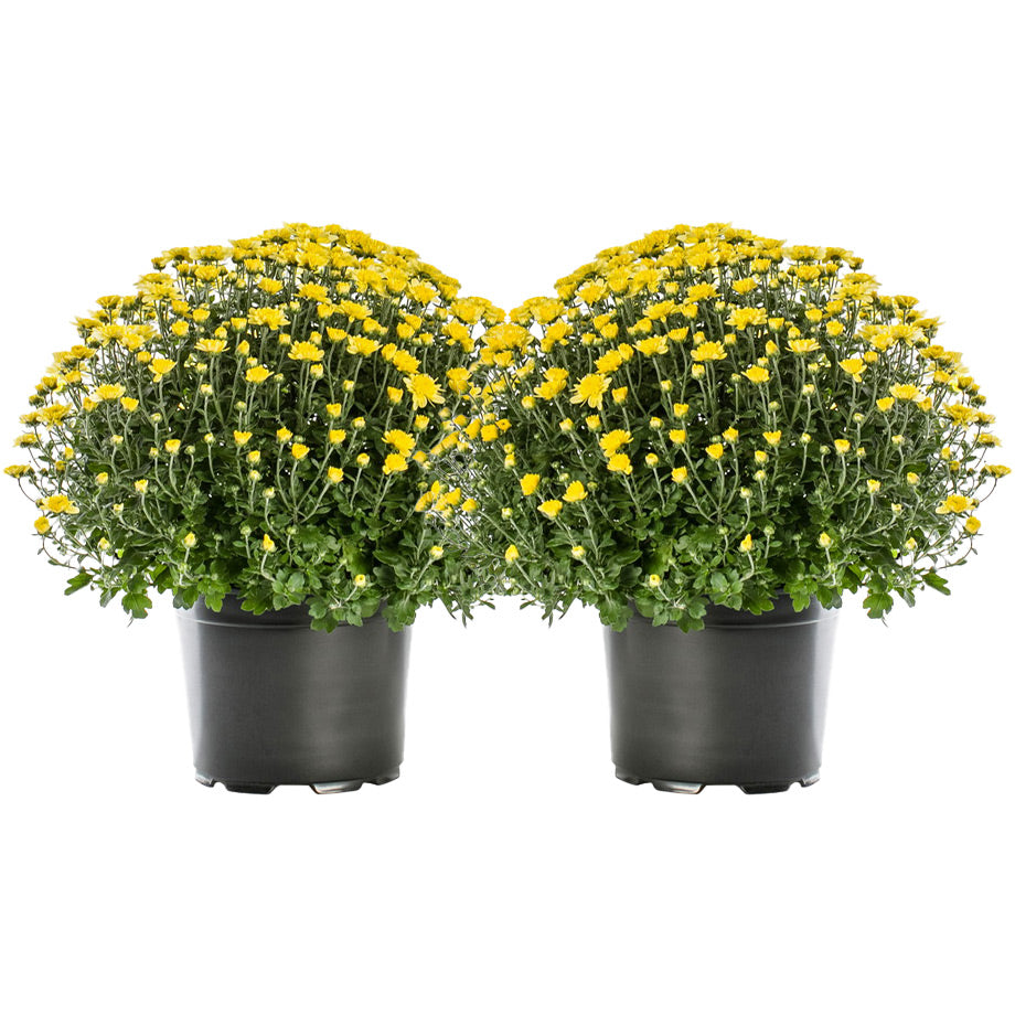 2 potted mum plants side by side with yellow flowers and lots of green foliage showing through on a white background