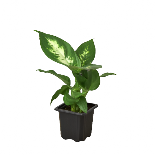 Dieffenbachia Carmille houseplant in 3 inch nursery planter on white background