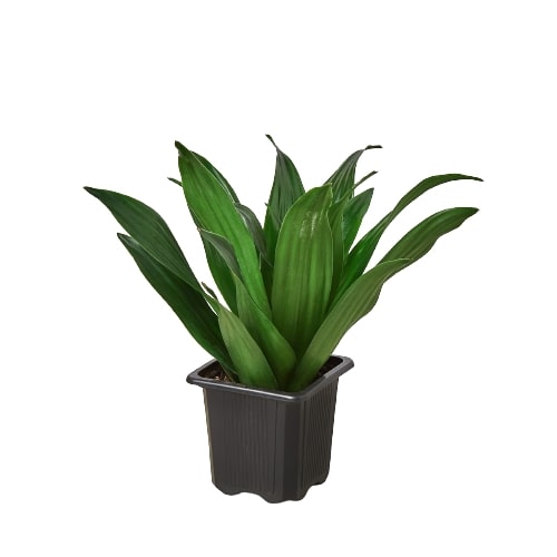 Dracaena Janet Craig houseplant in a 3 inch nursery planter on a white background