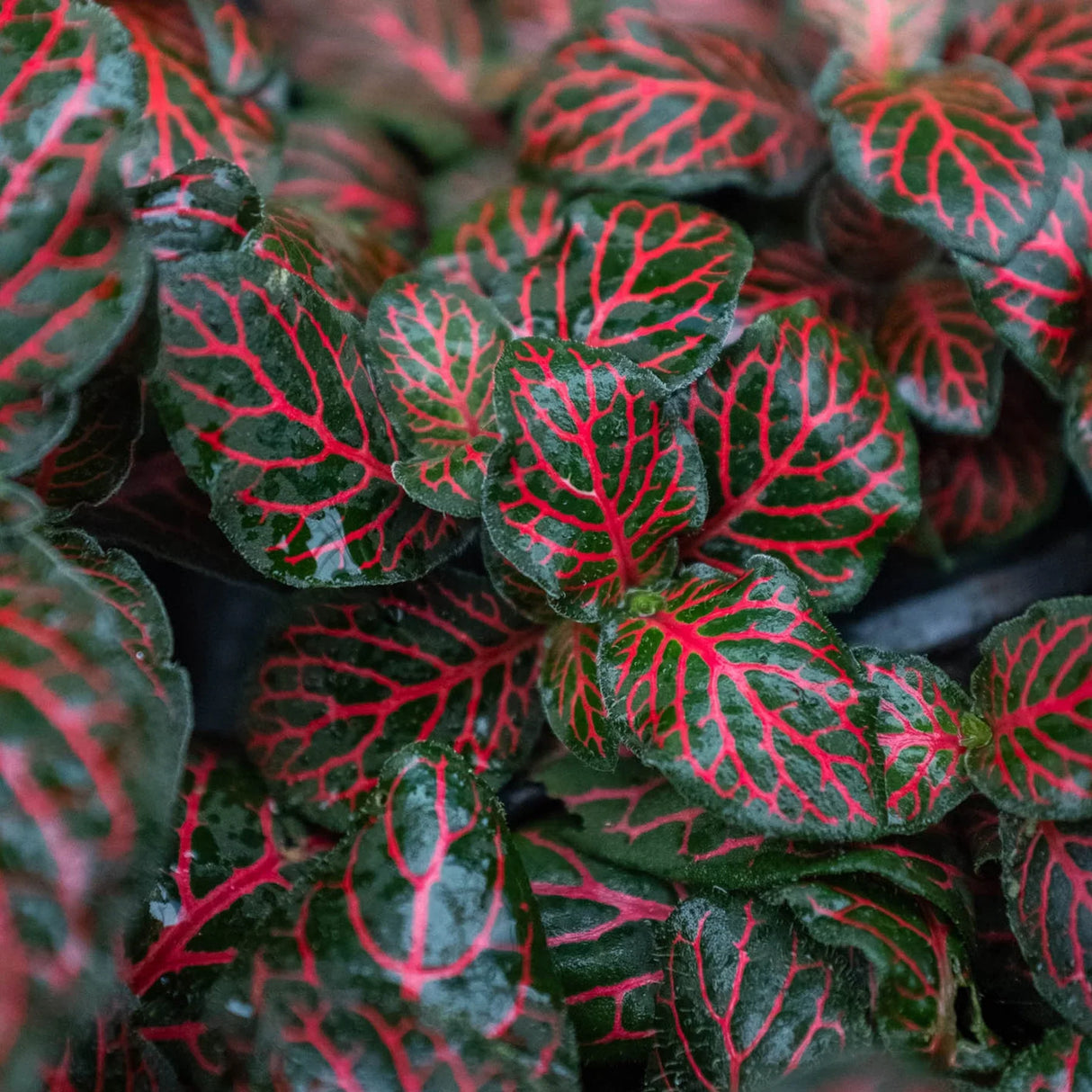 Fittonia 'Red' Nerve Plant