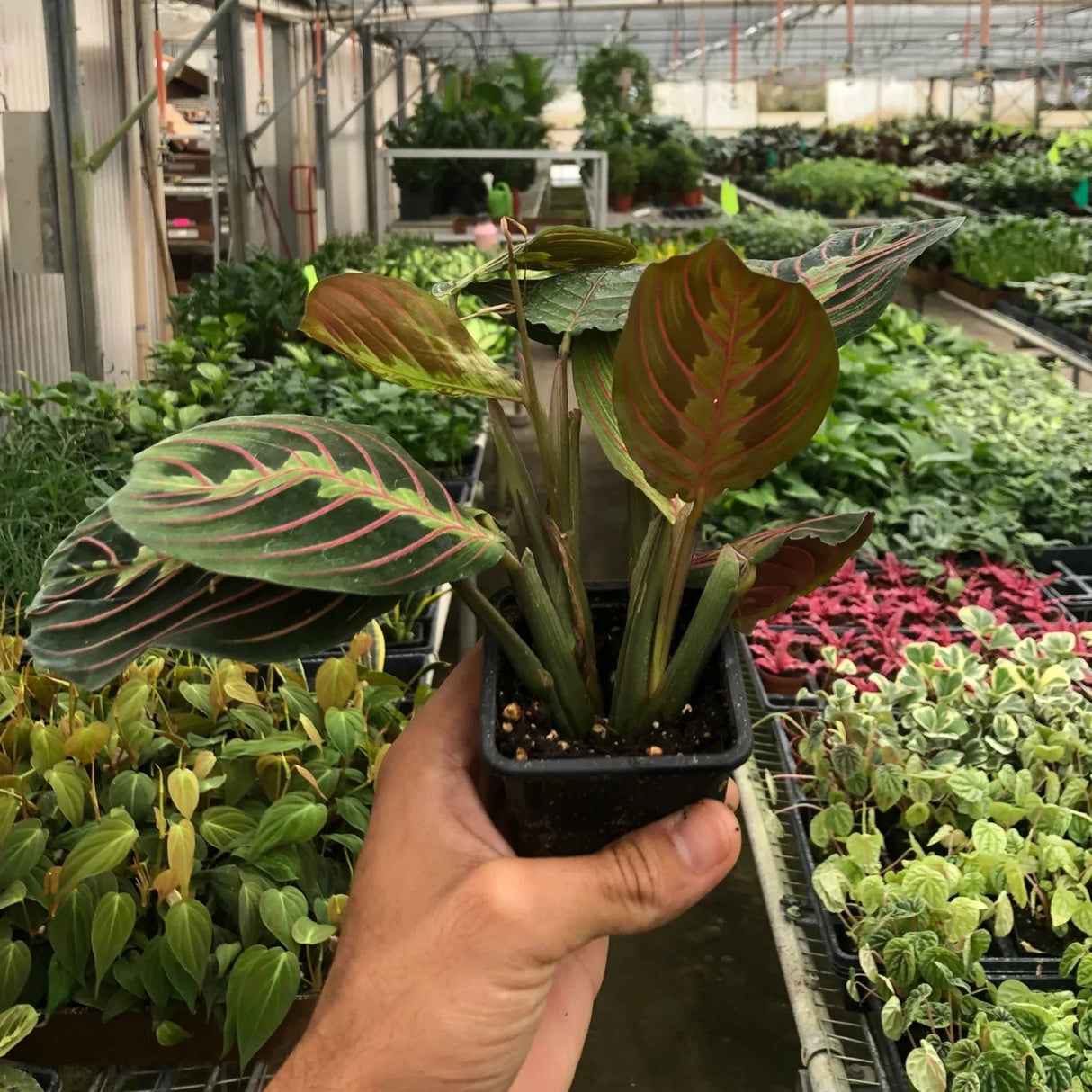person holding a small red maranta plant in a greenhouse with rows of other houseplants in the background