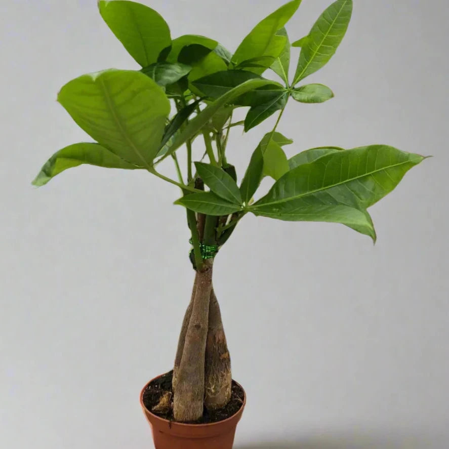 Young, small money tree in nursery planter.