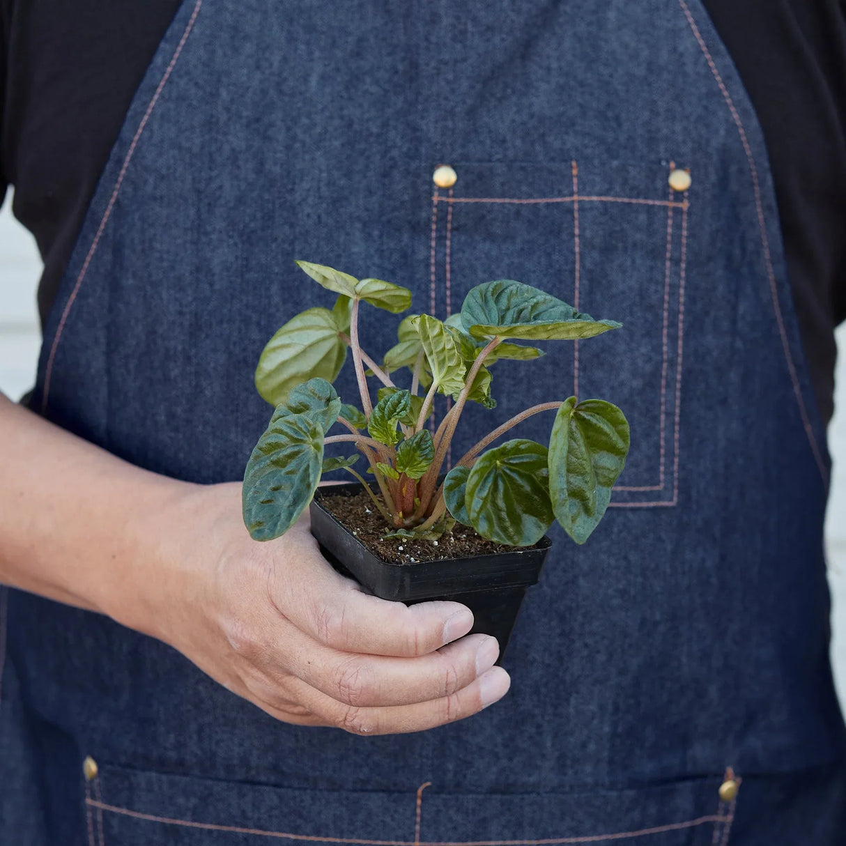 PEPEROMIA CAPERATA RIPPLE Houseplant in a 3 inch nursery planter being held by a person in a blue apron