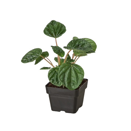 PEPEROMIA CAPERATA RIPPLE Houseplant in a 3 inch nursery planter, isolated