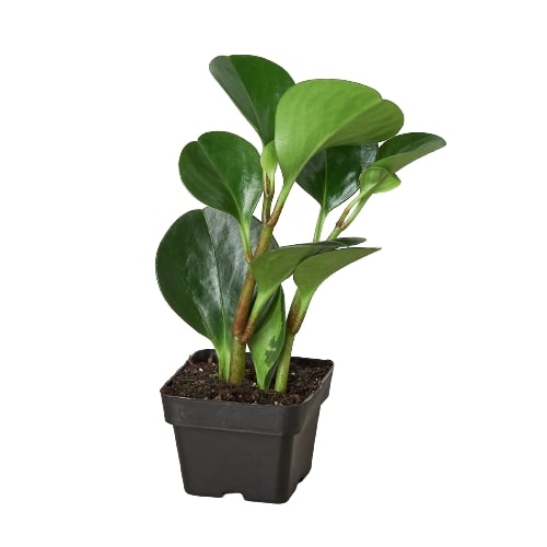 Peperomia Thailand Houseplant in a 3 inch nursery planter on white background.