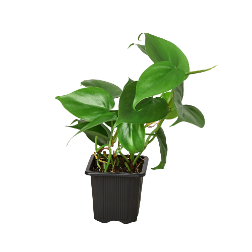 philodendron cordatum heartleaf houseplant in 3 inch nursery planter, isolated