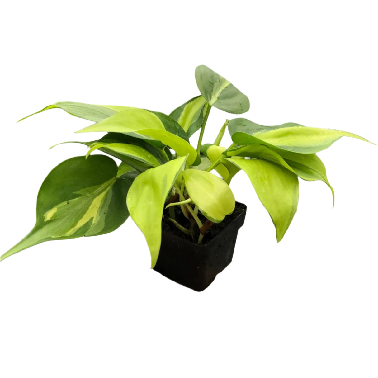 philodendron brasil houseplant with variegated foliage in 3 inch nursery planter on white background