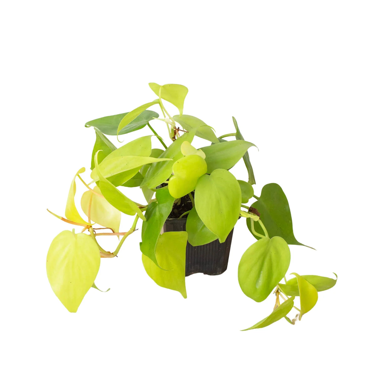 Neon Philodendron in a 3 inch nursery planter on white background