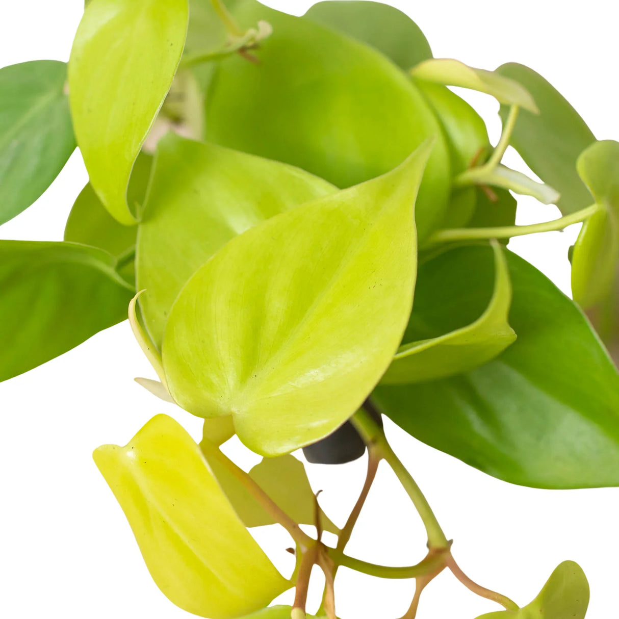 Neon Philodendron foliage on a white background