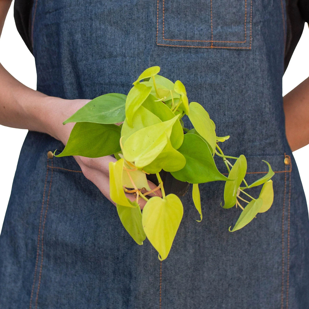 Neon Philodendron in a 3 inch nursery planter being held by a person in a denim apron