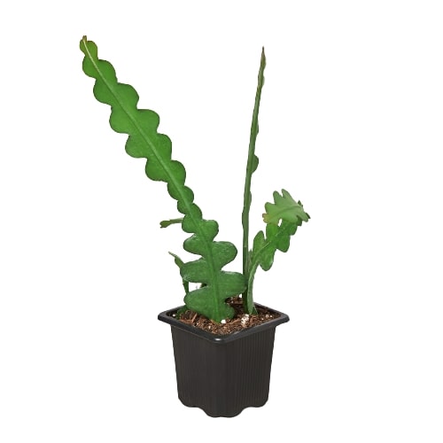 'Ric Rac' Fishbone Cactus