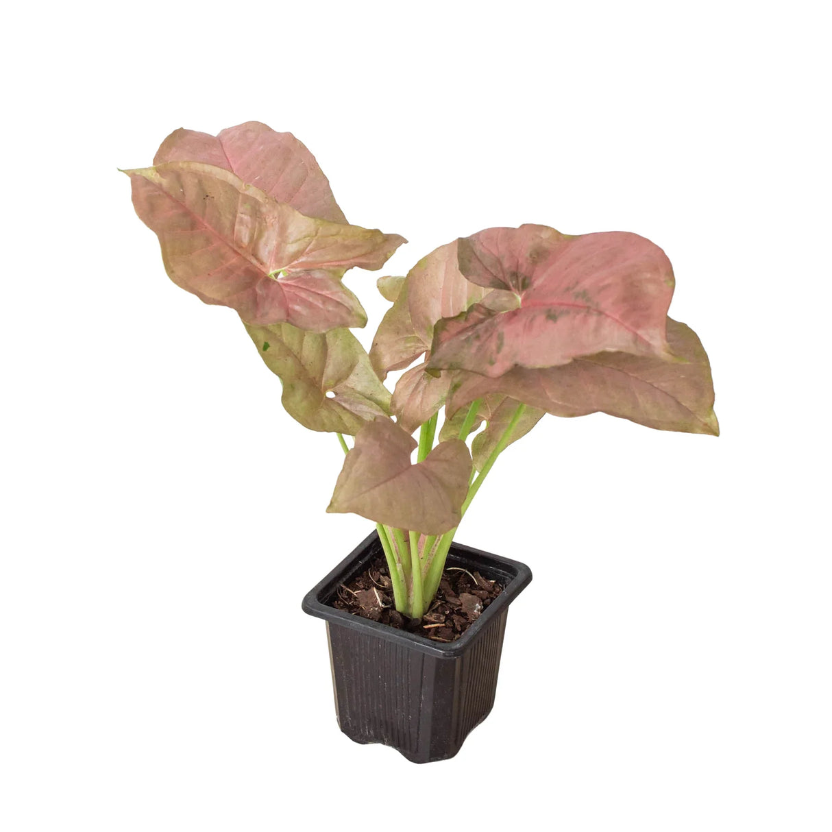 Strawberry Syngonium Houseplant in 3 inch nursery planter on white background