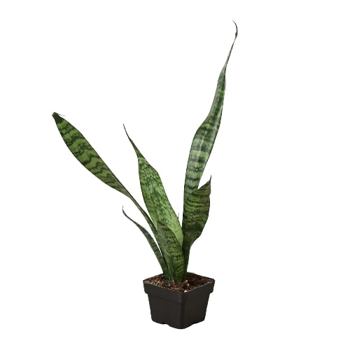 Snake Plant 'Zeylanica' in 3 inch nursery planter on white background