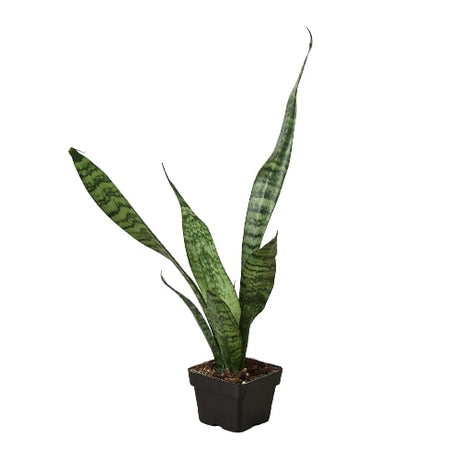 Snake Plant 'Zeylanica' in 3 inch nursery planter on white background